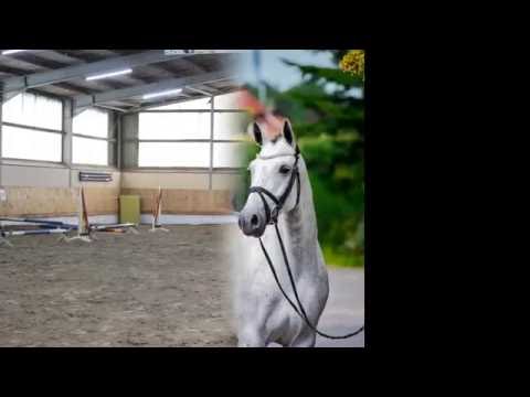 Team ML - Latüchte, Sch. Stute, *2012, Levisonn - Calido I - Mytens xx