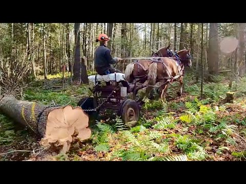 NEW LANDING @ MY LOG JOB (part 2) // Draft Horse Logging #402