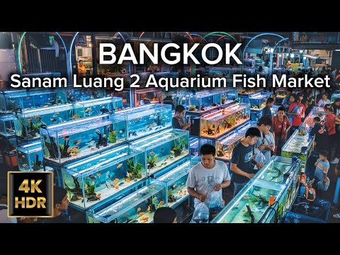 Beautiful Aquarium  Fish Market 🐠 in Bangkok at Sanam Luang 2 – Walking Tour | 4K HDR