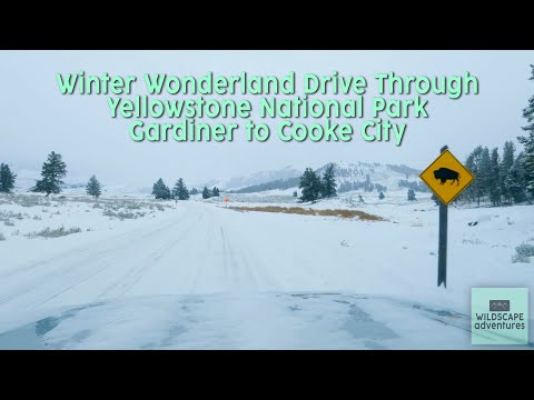 Winter Wonderland Drive Through Yellowstone National Park: Gardiner to Cooke City