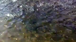 preview picture of video 'Ethno complex Andreev han Bulgaria [feeding the fishes in the breeding-pond] www.andreevhan.com'