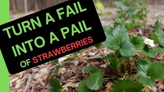Bare Root Strawberry Planting - How NOT to be Successful