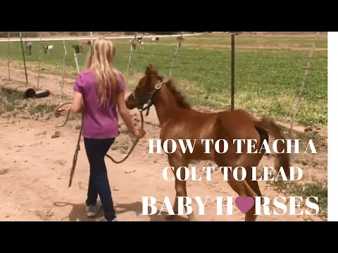 HOW TO TEACH A HORSE TO LEAD | BABY HORSES
