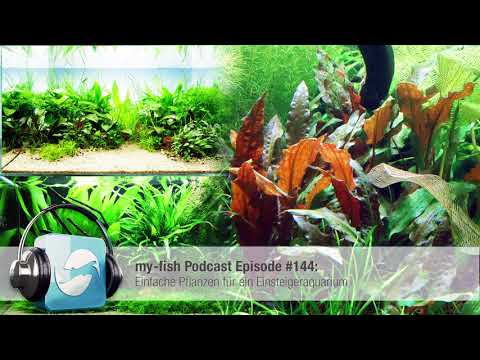 my-fish.org - Einfache Pflanzen für ein Einsteigeraquarium