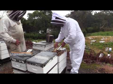 Breeding Queen Bees (Blue Hills Honey) – a video from the Honey Bee & Pollination Program