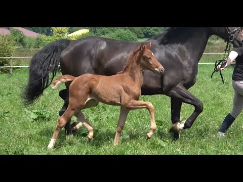 *2021 Stute von La Vie - Daily Deal SOLD!!!