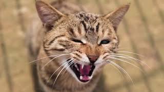 无畏护生园介绍视频 VIDEO