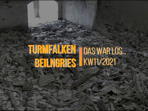 Turmfalken Beilngries - Das war los...in KW 11 / 2021