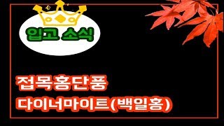 나의 정원 붉게 물들이기-붉은 백일홍 다이너마이트, 접목홍단풍 묘목 입고소식!(Daelim Nursery-a…
