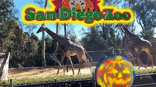SAN DIEGO ZOO HALLOWEEN 2022