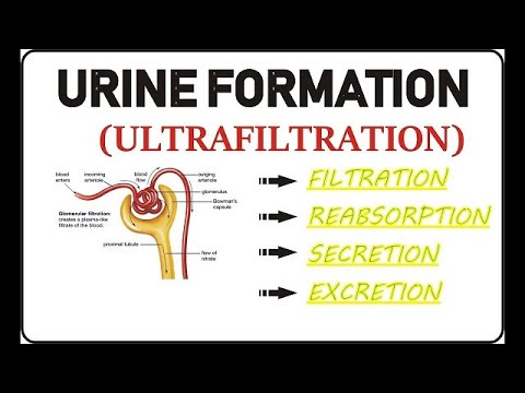 PROCESS OF  URINE  FORMATION , Grade 11 life sciences | ThunderEDUC | M.SAIDI