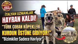 İtalyan Uzmanlar Hayran Kaldı: "Bizimkiler Havlıyor, Türk Çoban Köpekleri Kurdun