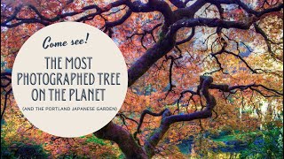 The most photographed tree on the planet