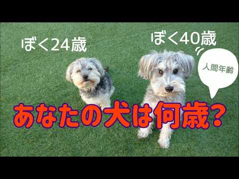 犬の年齢を知る方法