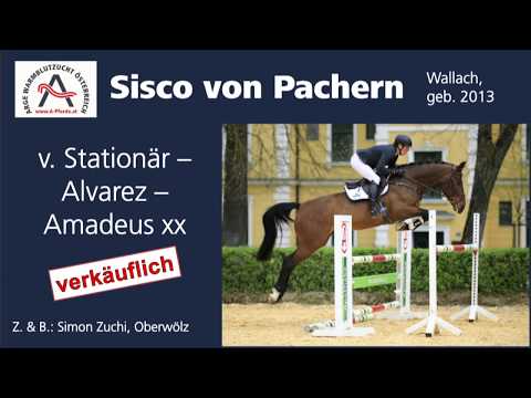 Sisco von Pachern (geb. 2013), v. Stationär - Alvarez - Amadeus xx  **** ELITE VERKAUFSSCHAU 2019