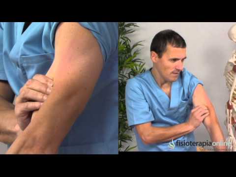 Tratamiento para el bíceps - Fisioterapia Bilbao