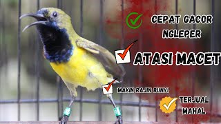 Download lagu PANCINGAN SOGON GACOR ATASI SOGON TROTOL MACET LANGSUNG BUNYI PAGI SIANG MALAM part 46 mp3