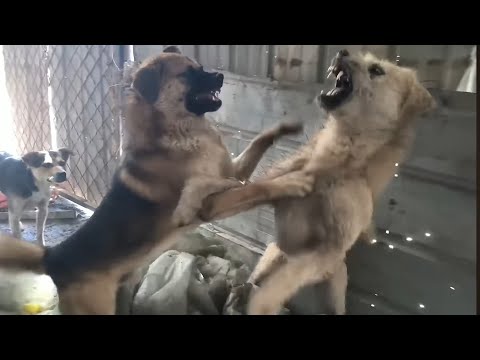 King charles vs Rocky || Round 2 || How Charles became King || Easy money 💰