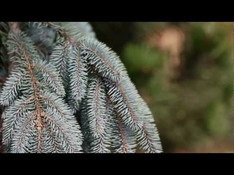 Home and Garden Landscape - Top Five Pine Trees