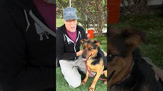 Video preview image #1 Shepweiller Puppy For Sale in Pasadena, CA, USA