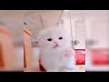 Baby Cats - Cute And Funny Cat Videos Compilation 17 Aww Animals