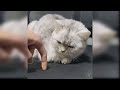 Baby Cats - Cute And Funny Cat Videos Compilation 17 Aww Animals