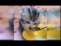 Baby Cats - Cute And Funny Cat Videos Compilation 17 Aww Animals