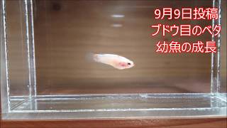 ベタのブドウ目幼魚　　前回の撮影から約３週間経ちました。