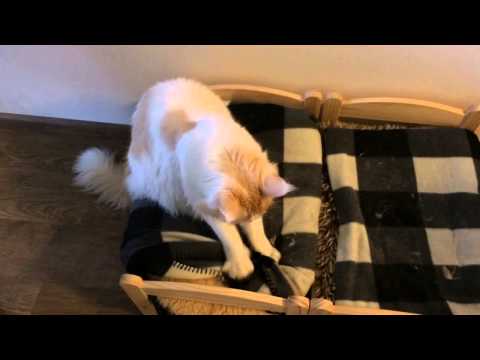 cookie is zo blij met zijn bedje