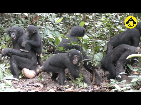 ボノボの「トリュフ」