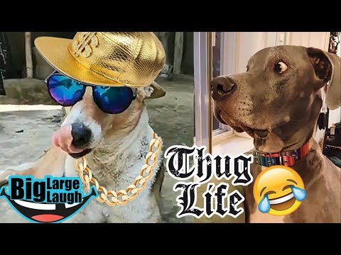 😂 Dog Are So Weird 😂 Funny Animals Videos 2019 | Funny Compilation
