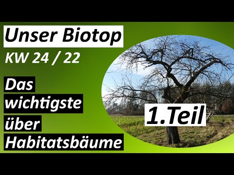 Das Wichtigste über Habitatsbäume 1. Teil - #Biotop - KW 24 / 2022