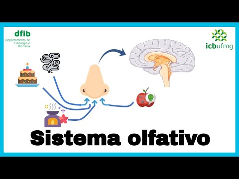 Sentidos Especiais: Olfativo