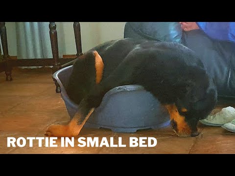 Rottweiler in klein bed