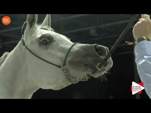 3RD - N.38 GALERIDA - Paris 2016 - Fillies 2-3 years old (Class CM2 B)