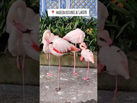 Flamingosi i ostali "plamenci" Madeire #shorts #madeira  #botanicalgarden #flamingo #lavieenrose