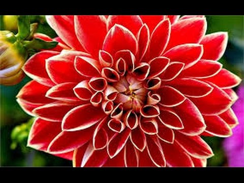 Meu jardim florido com músicas do Youtube