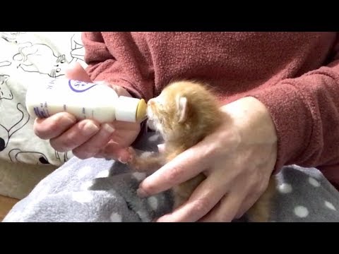 Bottle Feeding Fussy 10-Day Old Kittens - Tips & Tricks