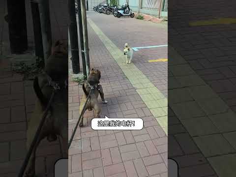 你说不让尿就不让尿啊，你家电线杆啊？ #cuteanimals #funny #pets #cute #dog