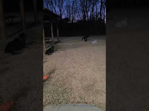 Pups and Paws Dogtraining LLC video.