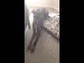 Dora The Great Dane S Hatred Of The Vacuum Intensifies