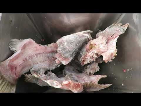 Shredder 2 - Frozen Fish Bones video thumbnail