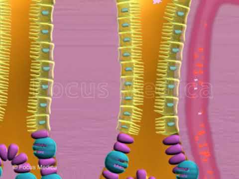 Pepsinogen Test - Animated Atlas of Breast and Gastric Cancer - YouTube