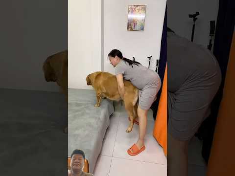 #dog #funny #goldenretreivers #pets #puppy #comedy #retreiver #reels #adorably #animals #cute