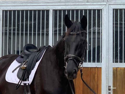 DALINA BAMBINA 6j. v. Don K - Fürst Heinrich VB 15.000 Euro