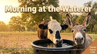 Cows & Donkeys Coming Up for Water | 1 Hour of Morning Farm Sounds on a Texas Farm 🐄🫏💧