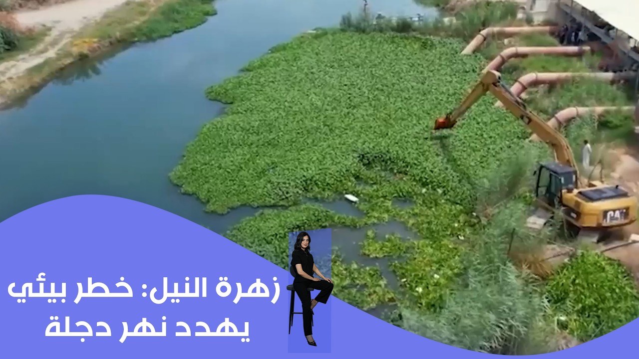 فيديو | زهرة النيل : خطر بيئي يهدد نهر دجلة