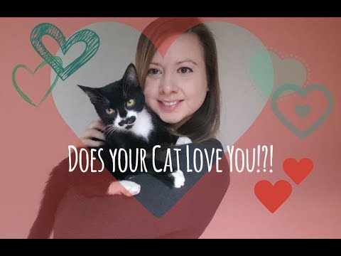 Does my Cat Love me? How to know if your cat loves you