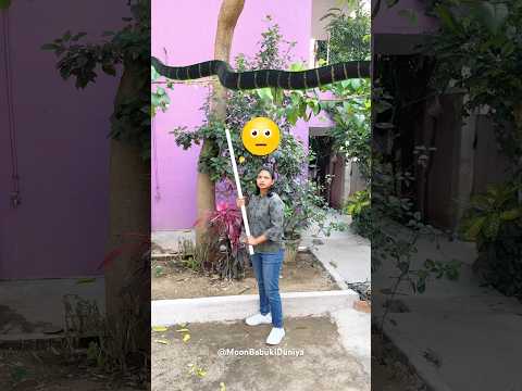 Mango Tree Ne Ninni Ko Bola Tree Society Me Snake Ghus Aaya Hai 😱