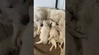 Pyredoodle Puppies Videos